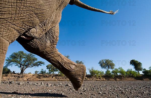 African elephant