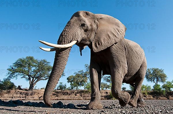 African elephant