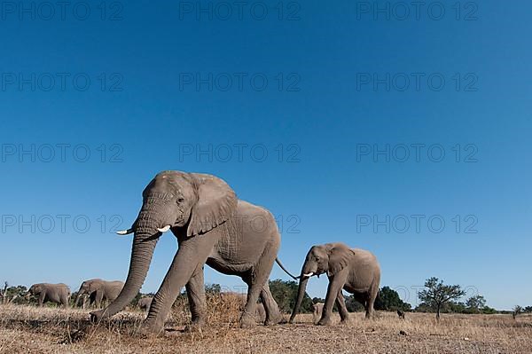 African elephant