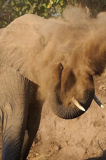 African elephant