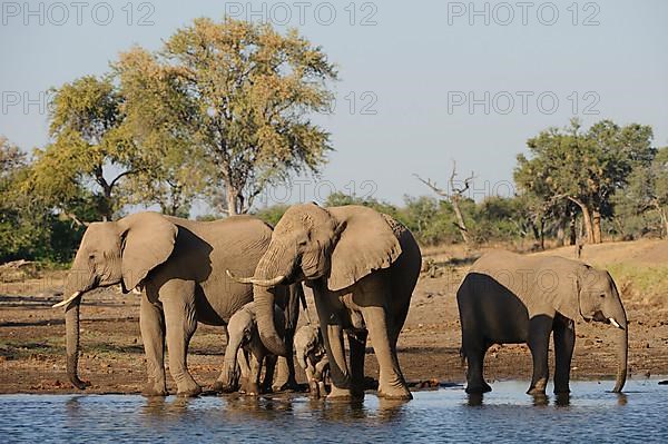 African elephant