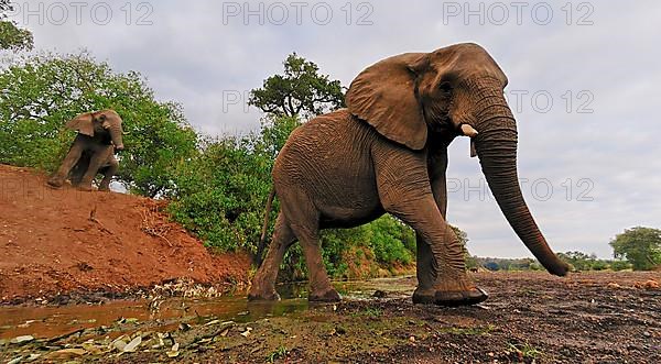 African elephant