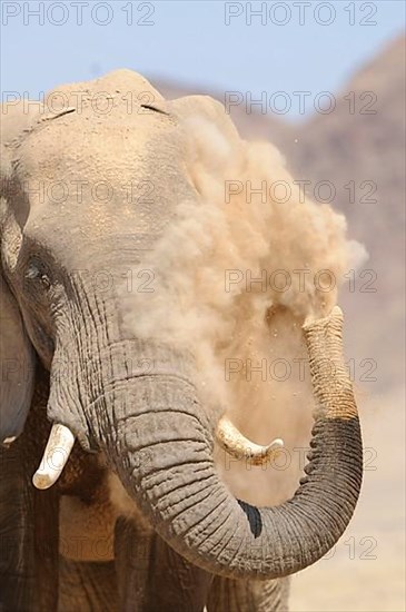 African elephant