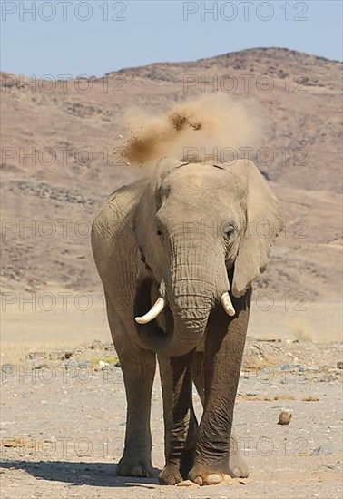 African elephant