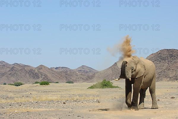 African elephant