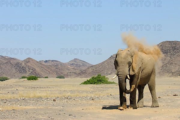 African elephant