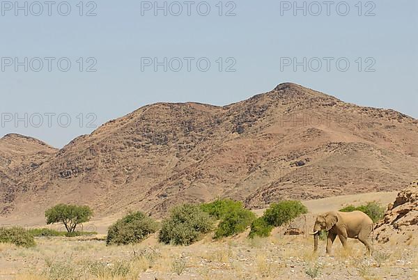 African elephant