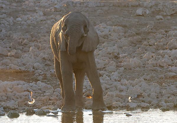 African elephant