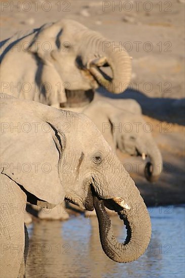 African elephant