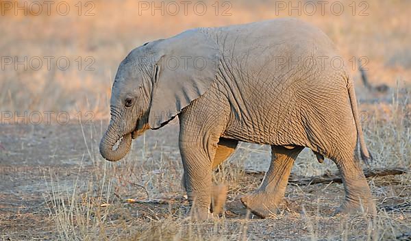 African elephant