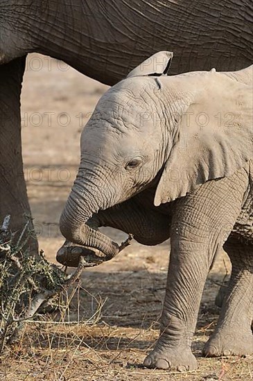 African elephant