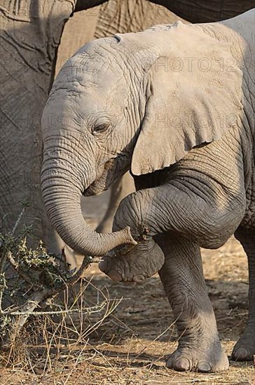 African elephant