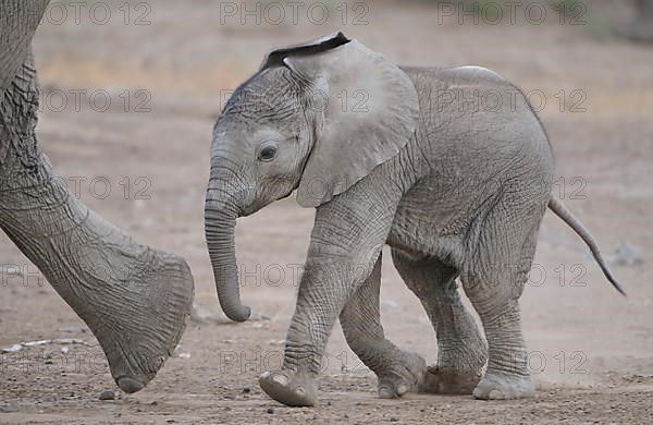 African elephant