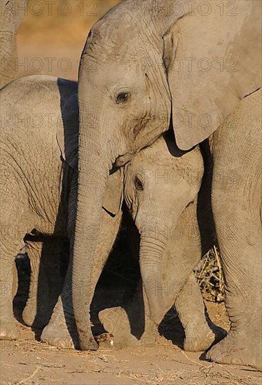 African elephant