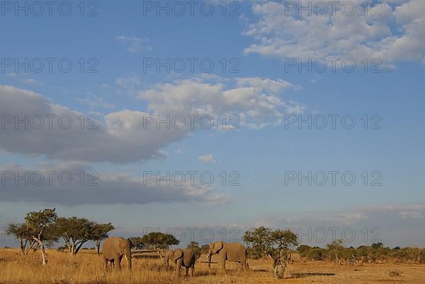 African elephant