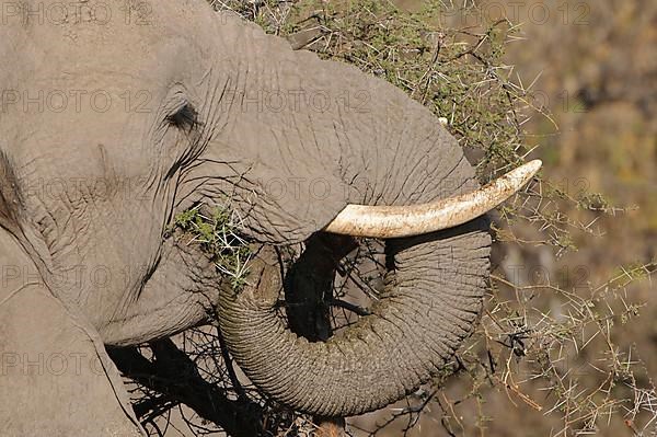 African elephant