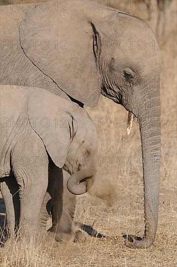 African elephant