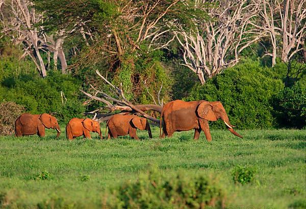 African elephant