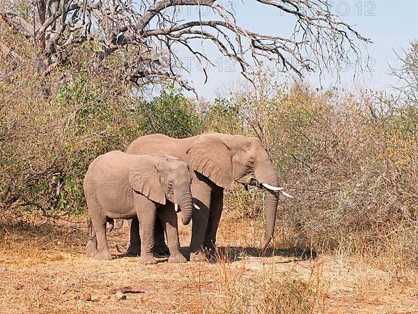 African elephant