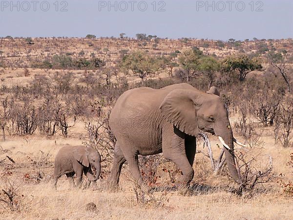 African elephant