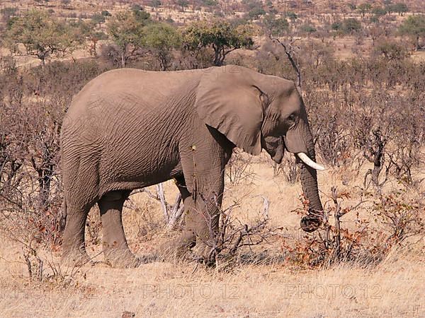 African elephant