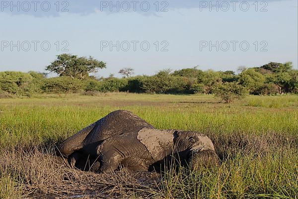 African elephant