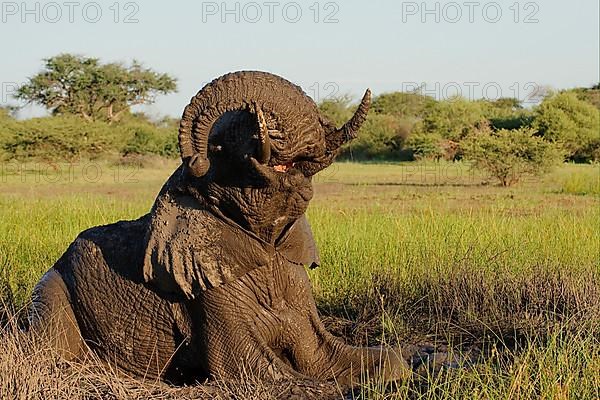 African elephant