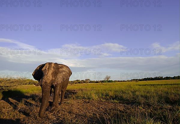 African elephant