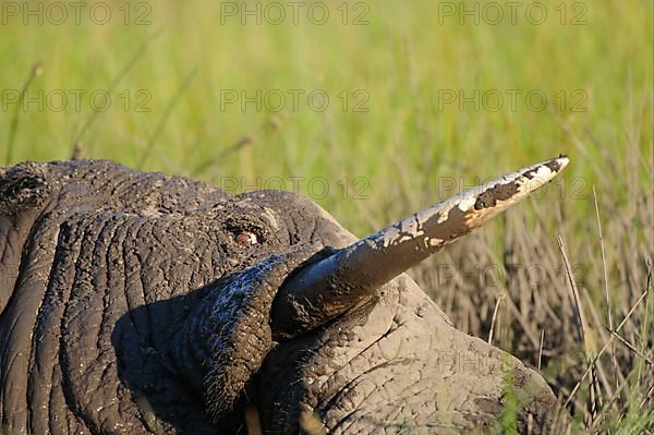 African elephant