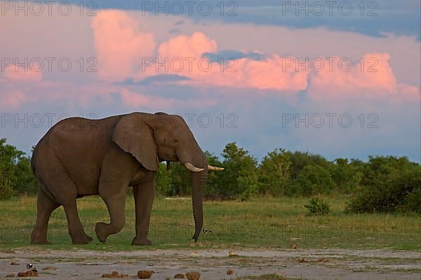 African elephant