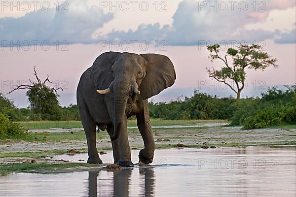 African elephant