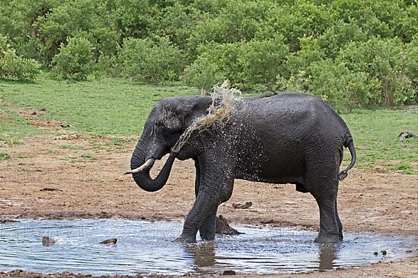 African elephant