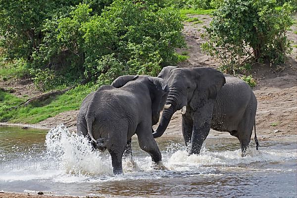 African elephant