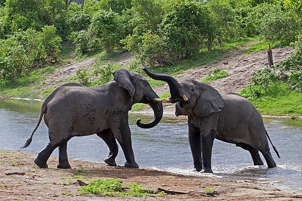 African elephant