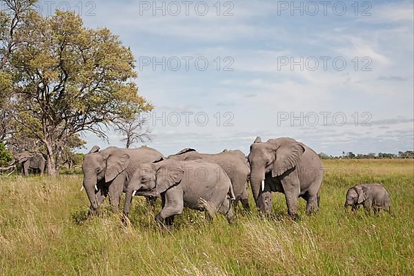 African elephant