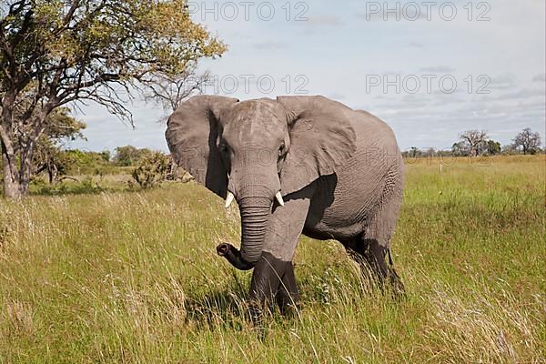 African elephant