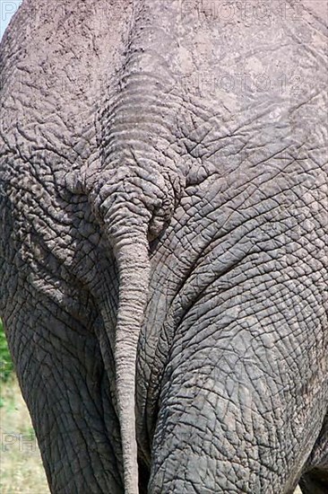 African elephant