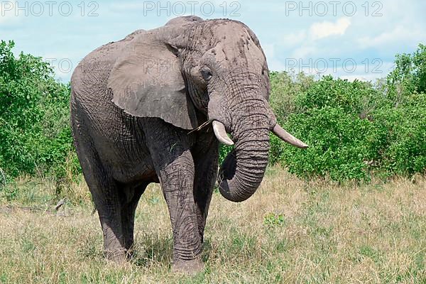 African elephant