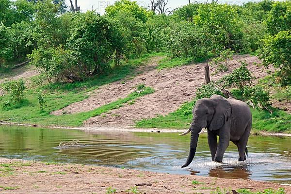 African elephant