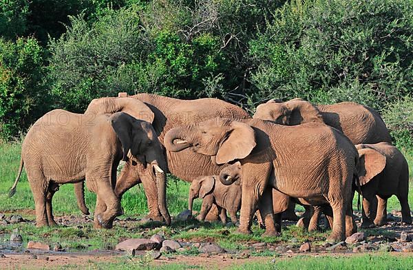 African elephant