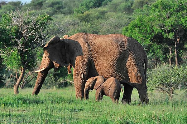 African elephant