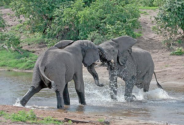 African elephant