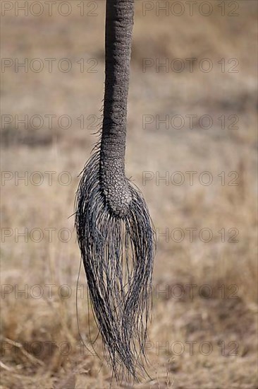 African elephant