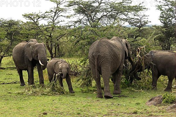 African elephant