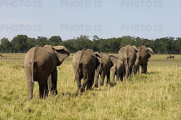 African elephant