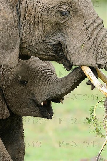 African elephant