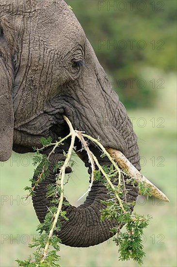 African elephant