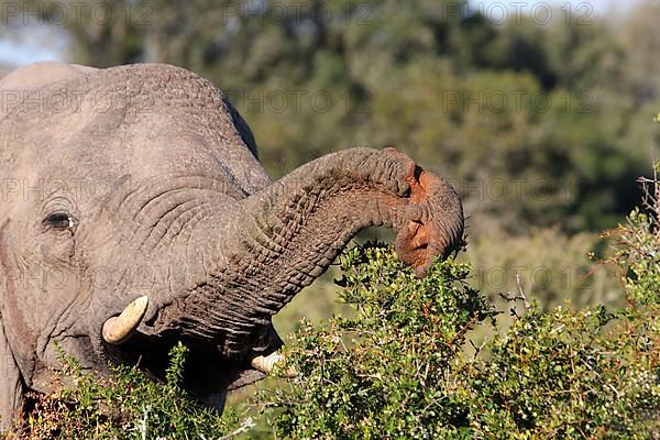 African elephant