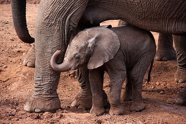 African elephant