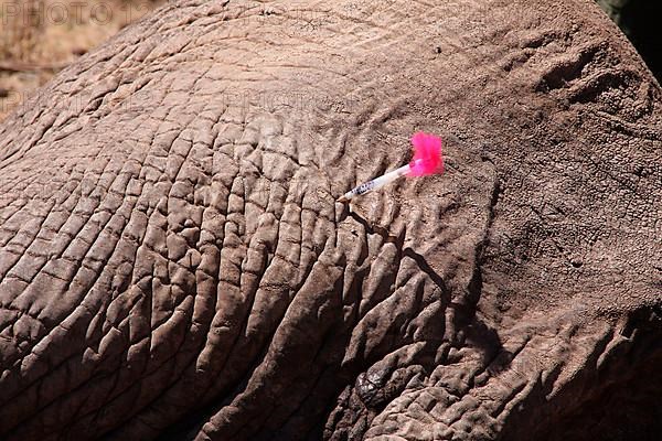 African elephant